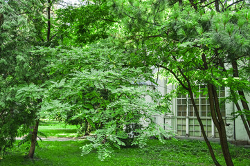 Robinia pseudoacacia, or false acacia, or black locust branch