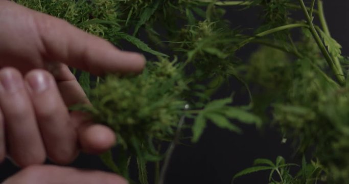 Trimming a marijuana plant, camera tilts down and racks as leaf is trimmed