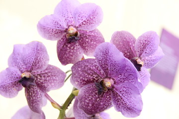 Fototapeta na wymiar Purple orchids