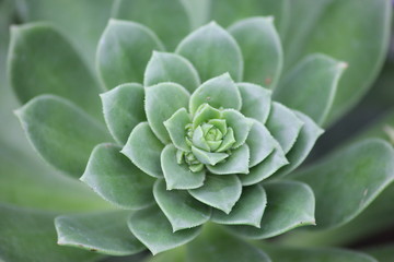 Green succulent