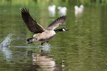 Canada Goose, Branta Canadensis