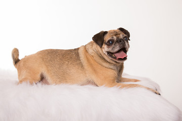 pug on white