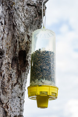 Bee trap full of dead bees hanging from old tree on the shores of Lake Coeur d'Alene.