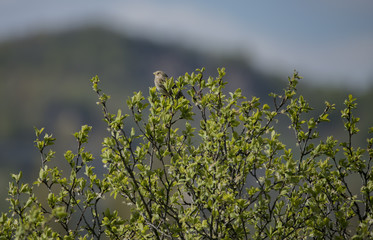 Sparrow bird on green leaf tree