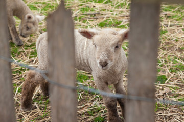 Obraz premium Baby Lamb