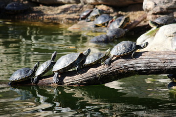 Turtle Log
