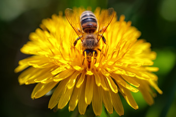 Bee on a yellow dandelion  flower collecting pollen and gathering nectar to produce honey in the hive