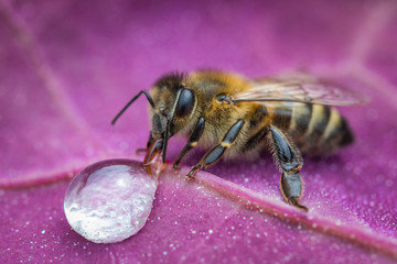 Macro image of a bee on a leaf drinking a honey drop from a hive