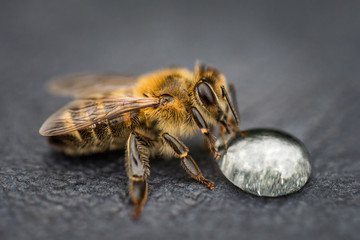 Macro image of a bee on a gray surface drinking a honey drop from a hive