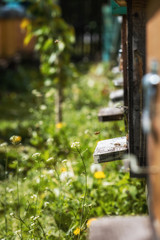 Hives in decline with few bees left alive after the Colony collapse disorder and other diseases
