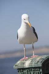 Sea Gull standing on a box in La Jolla, California