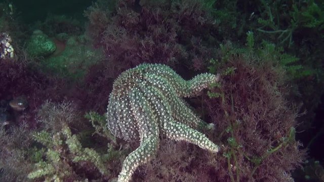 Beautiful Starfish on background of clear seabed underwater of New Zealand. Inhabitants in search of food. Abyssal relax diving. Wionderful marine tourism.