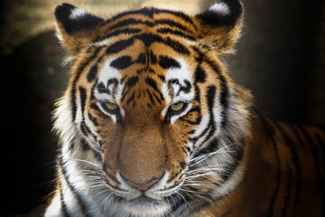 Fototapeta na wymiar Amur tiger