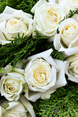 White roses background