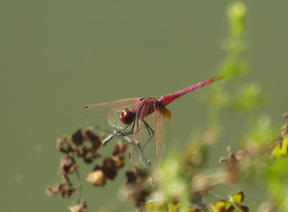 red dragonfly