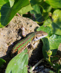 green lizard