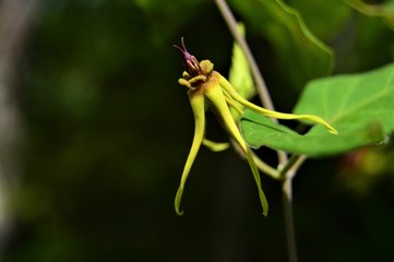 Naklejka premium flor tropical