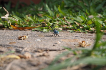  Dragonfly