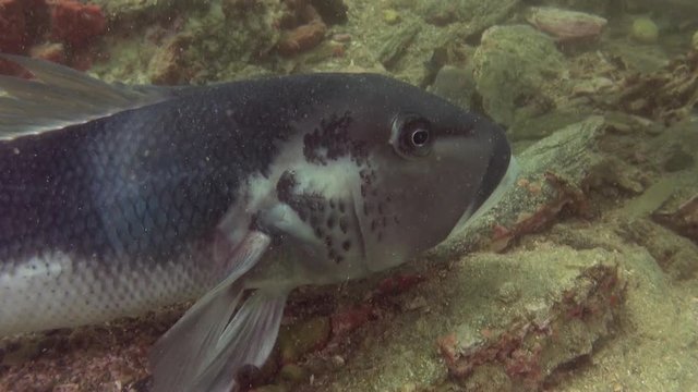 Unique beautiful fish on background of clear seabed underwater of New Zealand. Inhabitants in search of food. Abyssal relax diving. Wionderful marine tourism.