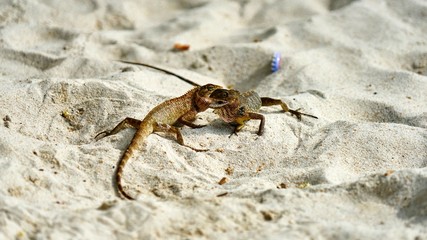 Two male lizards fight on sand