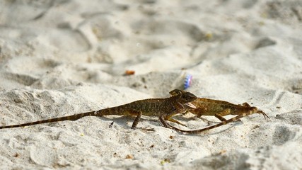 Two male lizards fight on sand