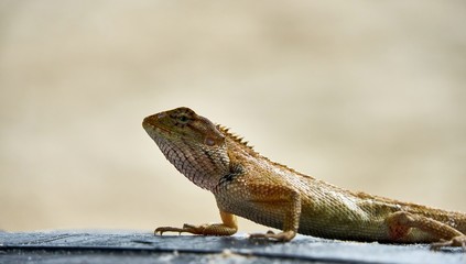 Cute green lizard sits on sand