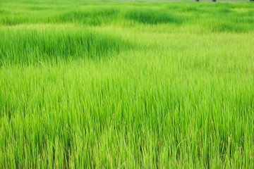  Paddy Rice