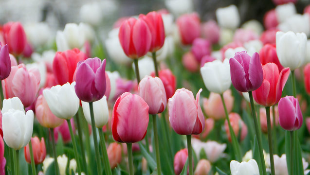 Colorful tulips grow and bloom in close proximity to one another.