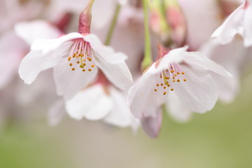 桜の花