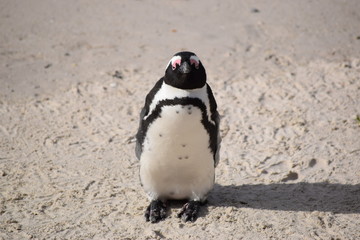 Obraz premium Penguin