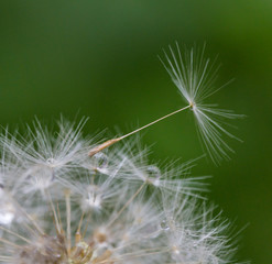 Fototapeta premium Shoot in closeup,fluffy dandelion