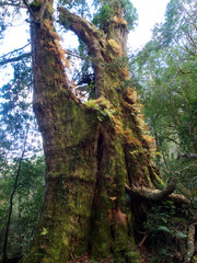 Fototapeta premium Sacred tree,Taiwan