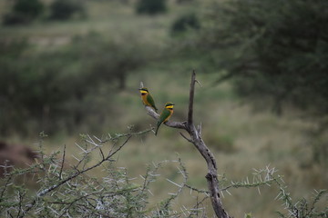 Birds