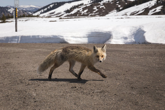 Fox Running Across Road in Winter