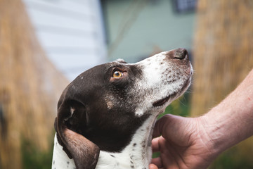 Petting German Shorthaired Pointer Dog