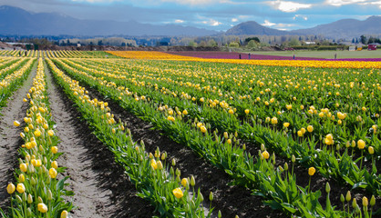 Fields of tulip beauty