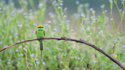 Bird (Green Bee-eater) , Thailand