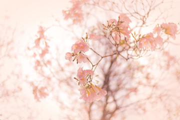 Beautiful pink trumpet tree flowers blooming