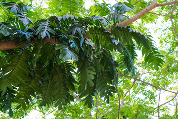 epipremnum pinnatum climber on  tree branch