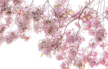 Beautiful Pink trumpet tree 