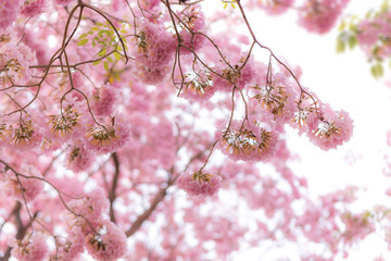 Beautiful Pink trumpet tree 