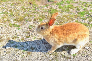 Wild Rabbit on Okunoshima Island, Also Known As Rabbit Island, in Hiroshima Prefecture, Japan