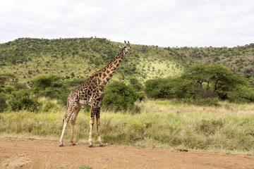  Old Bull Girafee in the Wild  Tanzania  Africa, 