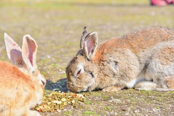 Wild Bunny on Okunoshima Island, or Rabbit Island, in Japan