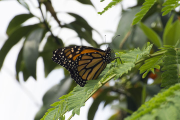 Butterfly 2017-2 / Butterfly on a fern