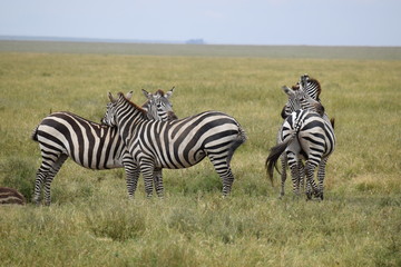 Fototapeta na wymiar Zebra 4