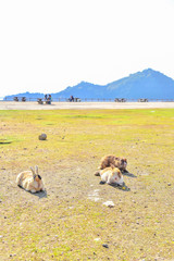 Wild Rabbits on Okunoshima Island in Okunoshima, Japan
