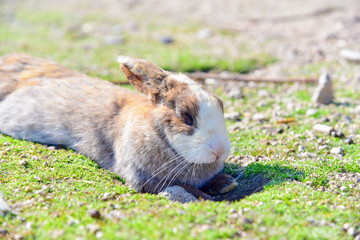 Obraz premium Wild Rabbit Relaxing on Okunoshima Island in Japan