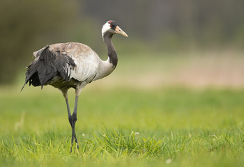 Obraz premium Common crane (Grus grus)