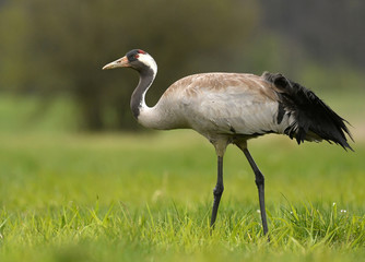 Obraz premium Common crane (Grus grus)